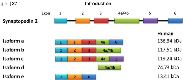 Fig. 4 Schematic illustration of synaptopodin 2 isoforms in human. 