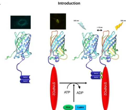 Fig.  5  Principle  of  FRET  assay  used  in  vivo.  Two  fluorescent  fusion  proteins  were  used  to  perform  FRET  measurements  with  CFP  as  a  donor  and  YFP  as  an  acceptor