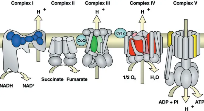 Abb. 2  Schema der mitochondrialen Atmungskette.  