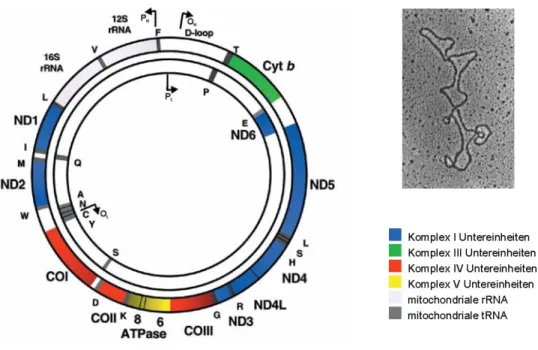 Abb. 4  Schema der mitochondriale DNA 