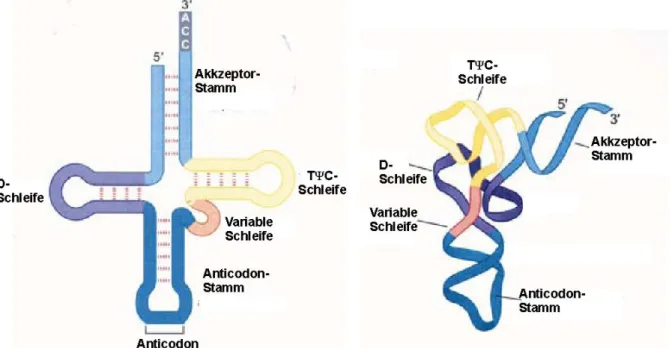 Abb. 6  Sekundär- und Tertiärstruktur eines tRNA-Moleküls. 