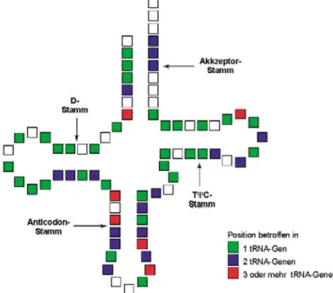 Abb. 7  Strukturbezogene Prävalenz von pathogenen Basenaustausche bzw. -deletionen im tRNA-Molekül