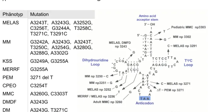Abb. 12  Mutationen der tRNA Leu(UUR)  und ihre Phänotypen. 