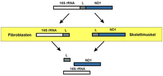 Abb. 13  Gewebsspezifische Prozessierung von RNA19 