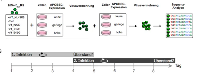 Abbildung  2.3:  A)  Schematischer  Ablauf  zur  Analyse  des  mutagenen  Effektes  von  APOBEC auf HIV 