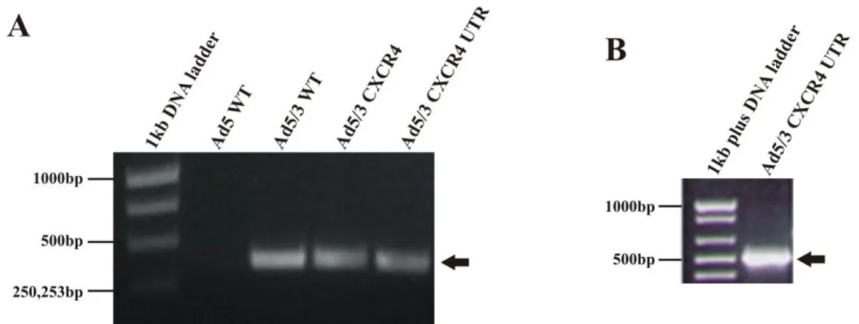 Figure 6: Incorporation of all three control elements in Ad5/3 CXCR4 UTR after recombination
