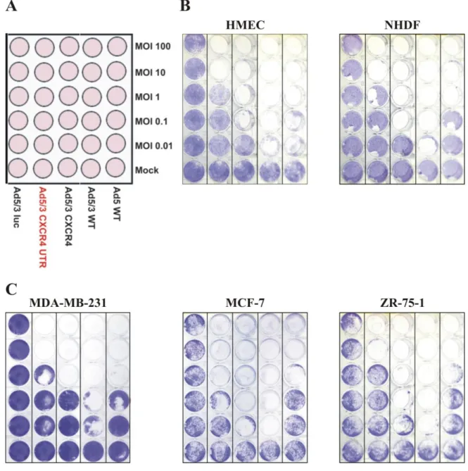 Figure 7: Reduced oncolytic activity of Ad5/3 CXCR4 UTR in breast cancer and normal cells