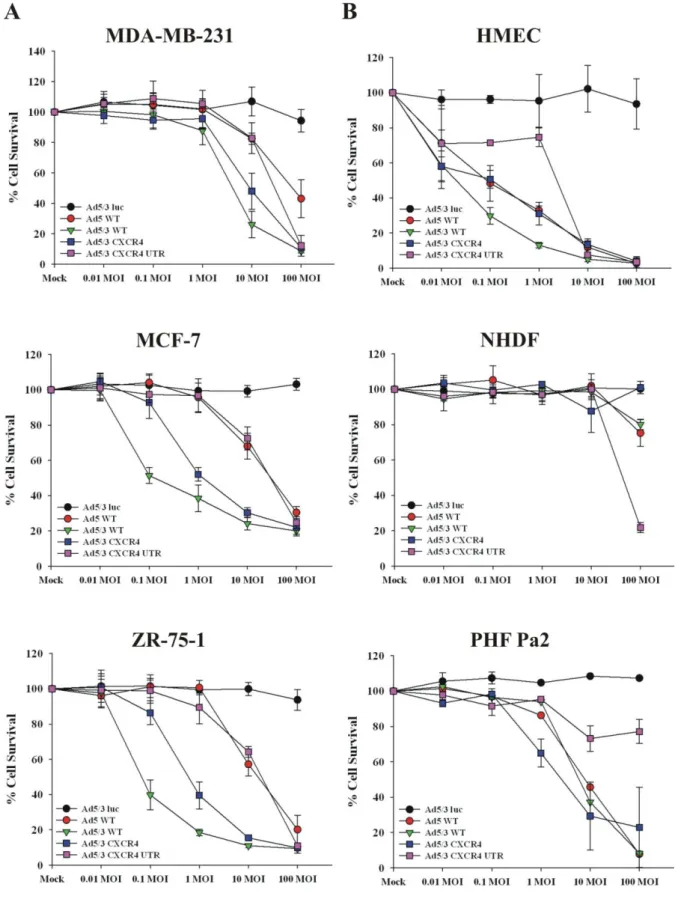 Figure 8: Comparable oncolytic potency of Ad5/3 CXCR4 UTR to Ad5 WT in breast cancer cells