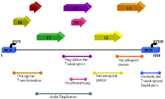 Abb. 3: Schematische Darstellung der HPV8 Genomorganisation 