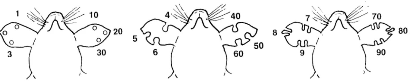 Abb. 4: Markierungsschema der Mäuse (von unten gesehen). Die unterschiedlichen Löcher oder  Kerben in den Ohren der Mäuse stehen für bestimmte Zahlen