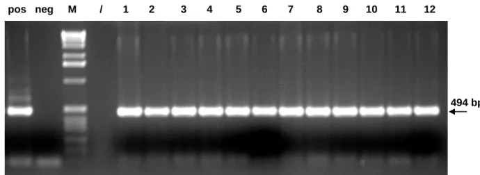 Abb. 6: Qualitätssicherung der Aufreinigung der Mausschwanz-DNA mit Hilfe einer ß-Globin- ß-Globin-PCR