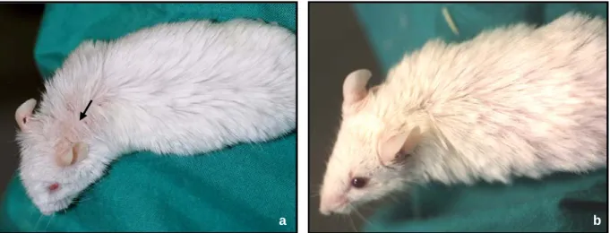 Abb. 11: HPV8-E2 transgene Mäuse ohn  makroskopisch erkennbare Hauttumoren. a)  Heterozygote E2 Transgen-positive Maus aus der F2 Generation der Linie 2 im Alter von 83 Wochen,  mit deutlich sichtbarem Haarverlust (Alopezie) im Bereich krustig belegter Hau