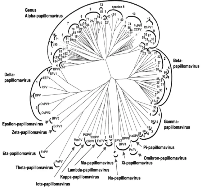 Abb. 1: Phylogenetischer Stammbaum mit den Sequenzen von 118 Papillomvirus-Typen,  basierend auf den Sequenzdaten des L1-Leserahmens (de Villiers et al., 2004)