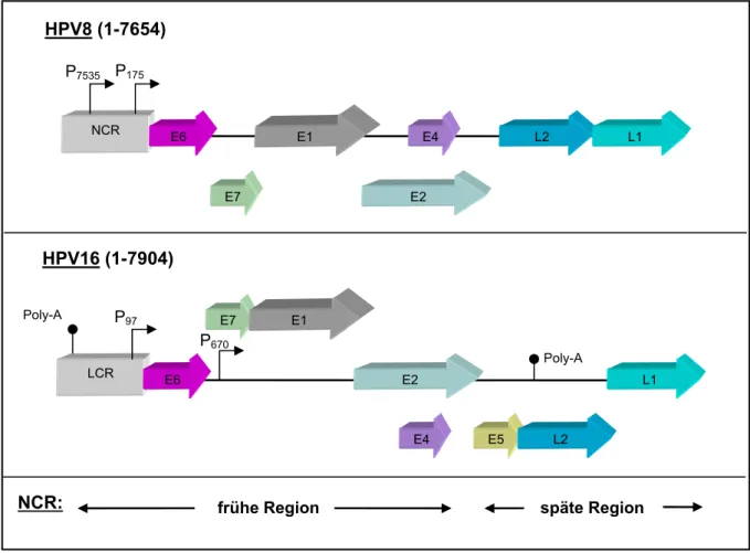 Abb. 2: Die Genomorganisation von HPV8 und HPV16. 
