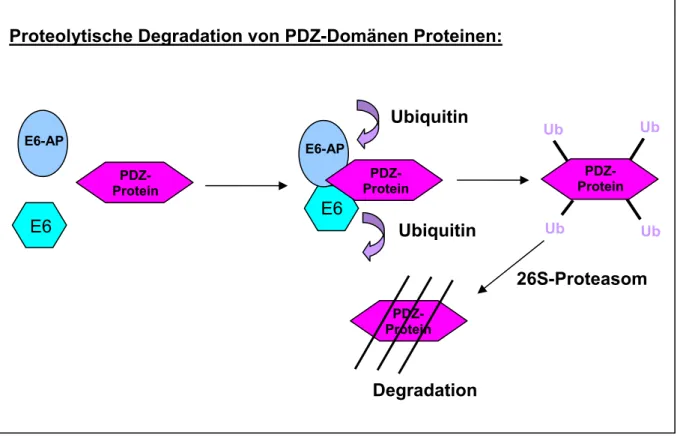 Abb. 4: Proteolytische Degradation von PDZ-Domänen Proteinen durch 16E6 und E6-AP. 