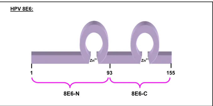 Abb. 5: Schematische Darstellung von HPV 8E6. 