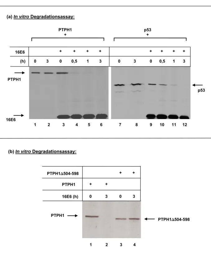 Abb. 12: 16E6 induziert die verstärkte Degradation von PTPH1 in vitro. 