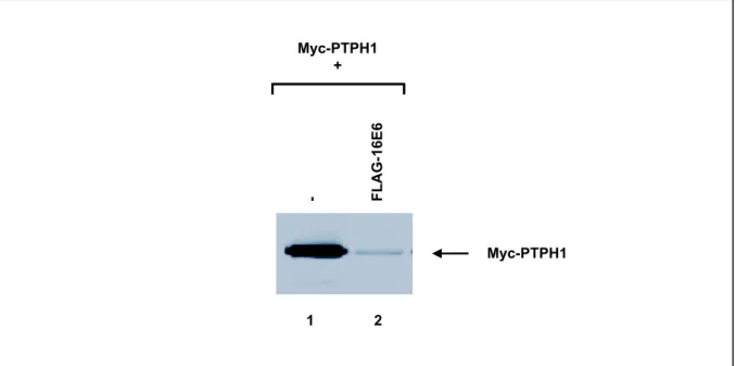 Abb. 13: 16E6 induziert die Degradation von PTPH1 in vivo. 