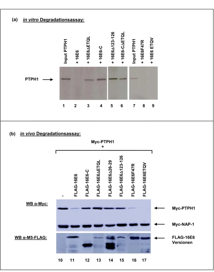 Abb. 14: 16E6 degradiert PTPH1 in vitro und in vivo.  
