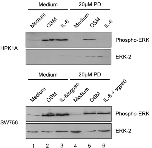 Abbildung 9: IL-6 und OSM Signaltransduktion aktivieren in HPV-positiven Zelllinien die  ERK MAPK