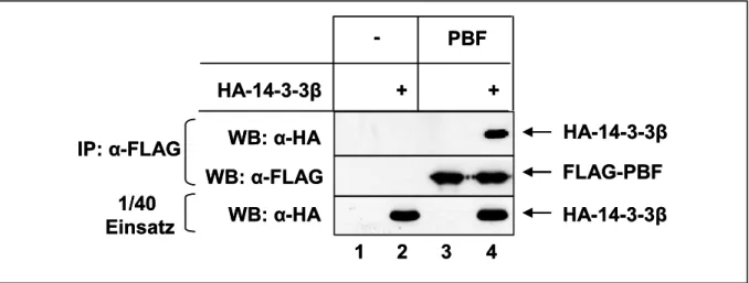 Abb. 9  FLAG-PBF präzipitiert HA-14-3-3β. 
