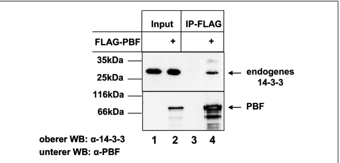 Abb. 10  Überexprimiertes FLAG-PBF präzipitiert endogenes 14-3-3. 