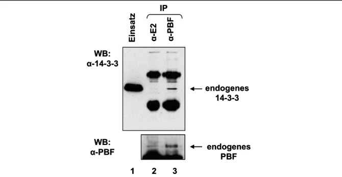 Abb. 11  Endogenes PBF präzipitiert endogenes 14-3-3. 