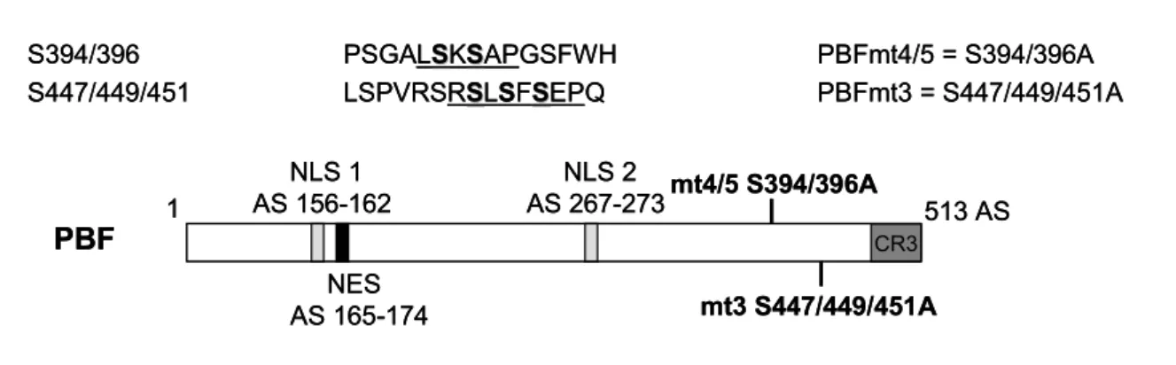 Abb. 13  Schematische Darstellung der potentiellen 14-3-3 Bindemotive in PBF sowie ihre Mutationen