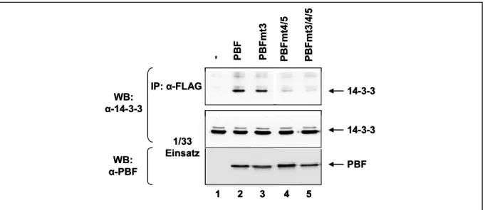 Abb. 15  Mutationen innerhalb der zwei 14-3-3-Bindemotive von PBF verhindern die Interaktion mit  endogenem 14-3-3