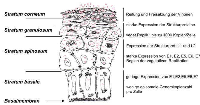 Abb. 1  Querschnitt der Epidermis und Lebenszyklus der PV 