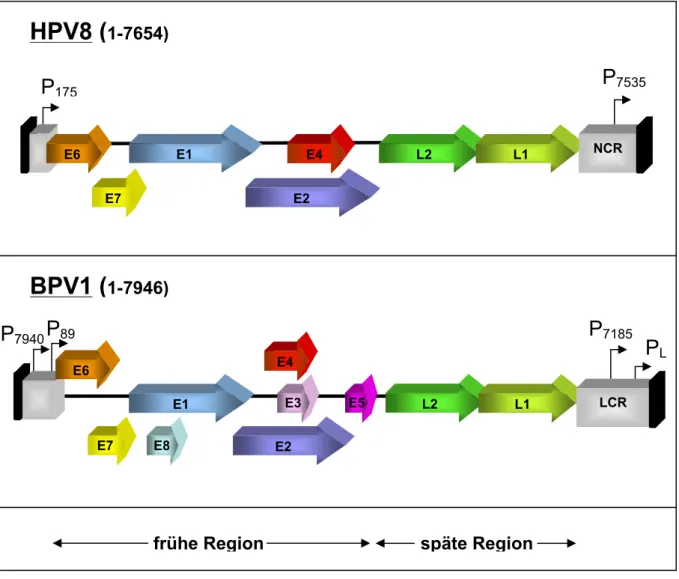 Abb. 2  Die Genomorganisation von HPV8 und BPV1 