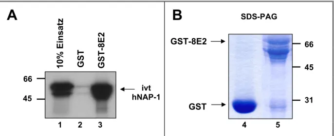 Abb. 4  GST-8E2 bindet in vitro translatiertes, radioaktiv markiertes hNAP-1. 