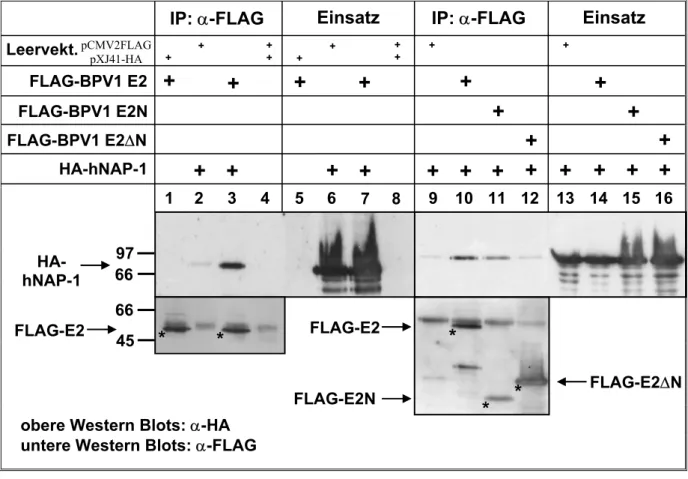 Abb. 6  FLAG-BPV1 E2 präzipitiert HA-hNAP-1. 