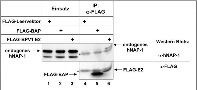 Abb. 8  Überexprimiertes FLAG-BPV1 E2 präzipitiert endogenes hNAP-1. 