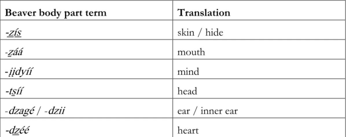 Table 5.1.: Body part terms 
