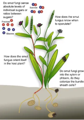 Figure 4. Open questions on smut growth and development inside the plant. For details see text