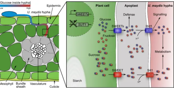 Figure 2. Schematic overview of sugar flux in U. maydis—infected leaf tissue. A U. maydis hypha  grows between epidermis and mesophyll cells towards the bundle sheath and vasculature