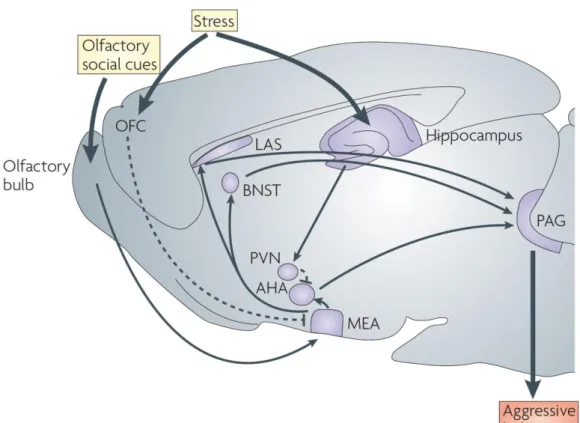 Figure 1.1: Neuroanatomical pathways of aggression in the rodent brain. Typically sensorial  information arrives in the olfactory bulb and is further processed in the medial amygdala (MEA), the  MEA  projects  to  the  lateral  septum  (LAS),  bed  nucleus