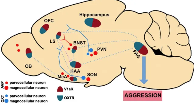 Figure  1.3:The  oxytocin  (OXT)  and vasopressin  (AVP)  systems  in  the  aggression  network