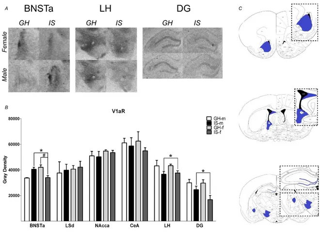 Figure  2.6:  Effects  of  post-weaning  social  isolation  (IS,  black  /dark  grey)  or  group-housing  (GH,  white/light grey) on V1aR binding in male (m, black/white bars) and female (f, grey bars) rats