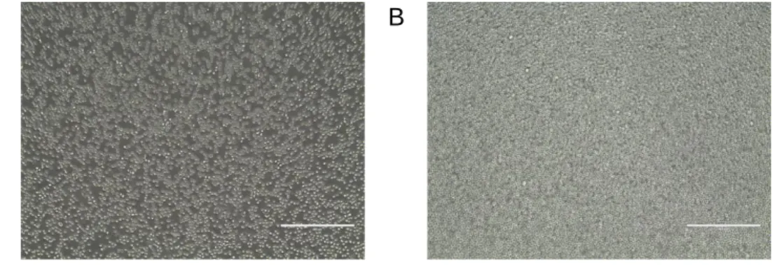 Abbildung 4: Mikroskopische Aufnahmen von C7H2.  A: Tag 1 nach Neuaussaat von 0,3x10 6 /ml B: Tag 3 nach  Neuaussaat von 0,3x10 6 /ml 