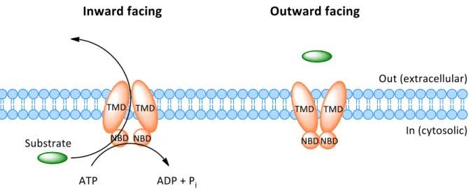 Figure 1.1. Cartoon of the structural organization of an archetypal ABC exporter composed of two TMDs and two NBDs