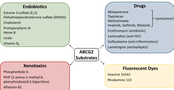 Figure 1.4. Selected substrates of ABCG2. 