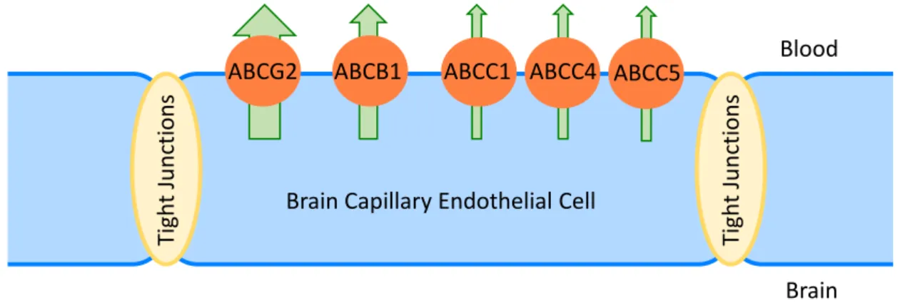 Figure 1.5. Expression of ABC transporters (biological barrier) in brain capillary endothelial cells, which are connected by  tight junctions (physical barrier) and constitute the principal cellular element of the BBB