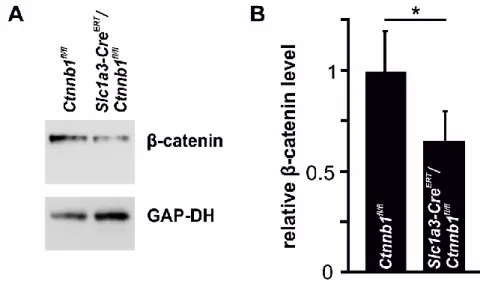 Abb. 2: Verifizierung der konditionalen β-Catenin-Defizienz auf Proteinebene 