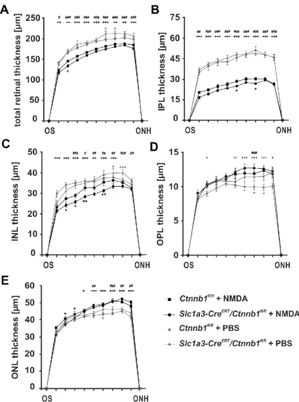 Abb. 6: β-Catenin-Defizienz in Müllerzellen verstärkt die Degeneration der inneren Retina nach  akutem Schaden an retinalen Neuronen 