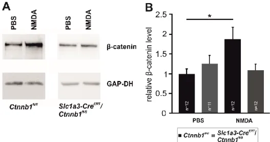Abb.  8:  Akuter  Schaden  an  retinalen  Neuronen  verstärkt  die  β-Catenin-Expression  in  Müllerzellen