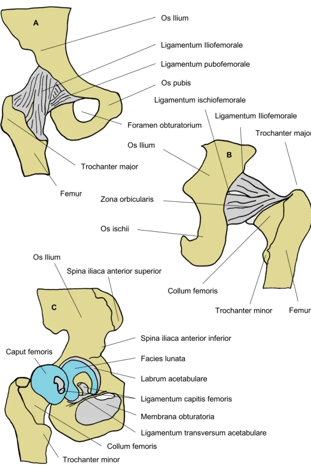 Abbildung 1 Anatomisch relevante Strukturen des Hütgelenks, A (anteriore Ansicht),   B (posteriore Ansicht), C (Laterale Ansicht) 