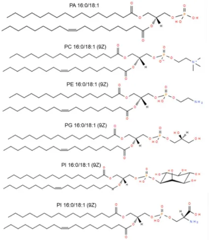 Figure 1.5: Structures of different glycerophospholipid species from LIPID MAPS®. 