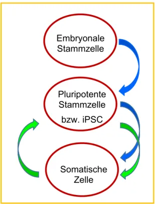 Abbildung  1-4.  Schematische  Darstellung  zur  Entwicklung  einer  somatischen  Zelle  aus  einer  pluripotenten Stammzelle.